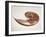 Nautilus Shell-Lawrence Lawry-Framed Photographic Print