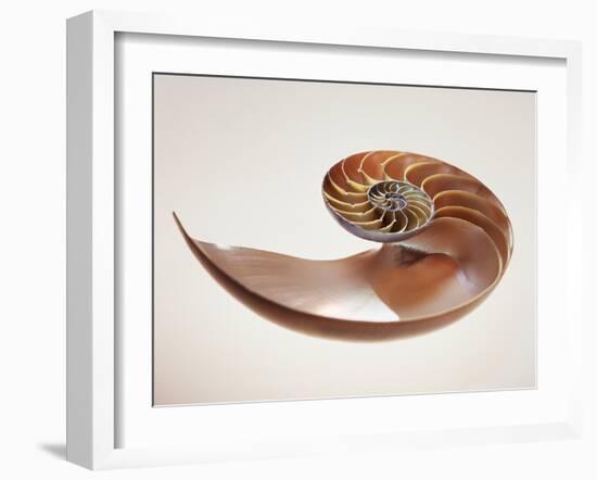 Nautilus Shell-Lawrence Lawry-Framed Photographic Print