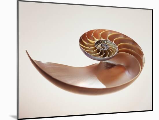Nautilus Shell-Lawrence Lawry-Mounted Photographic Print