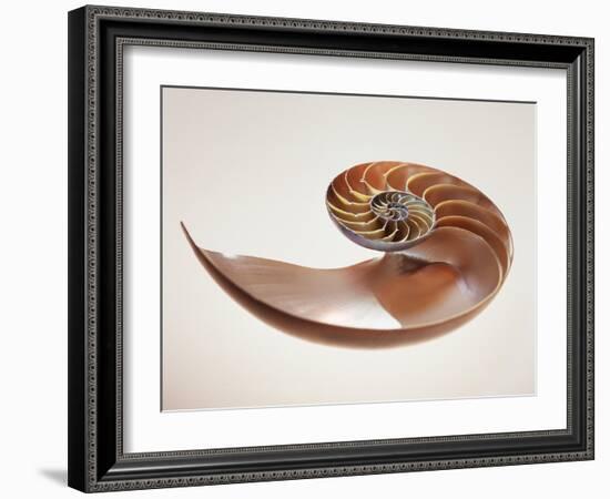 Nautilus Shell-Lawrence Lawry-Framed Photographic Print