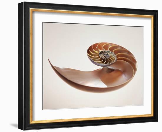 Nautilus Shell-Lawrence Lawry-Framed Photographic Print