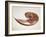 Nautilus Shell-Lawrence Lawry-Framed Photographic Print