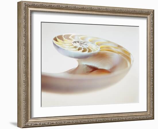 Nautilus Shell-Lawrence Lawry-Framed Photographic Print