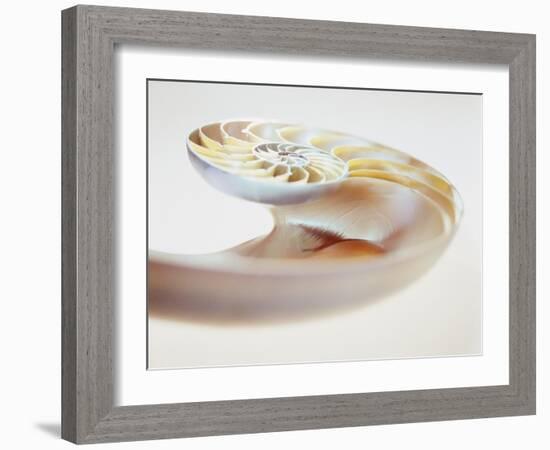 Nautilus Shell-Lawrence Lawry-Framed Photographic Print