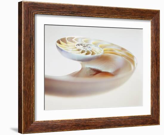 Nautilus Shell-Lawrence Lawry-Framed Photographic Print