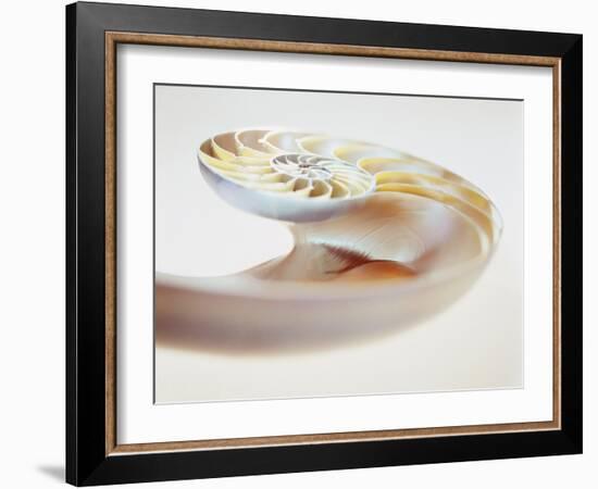 Nautilus Shell-Lawrence Lawry-Framed Photographic Print