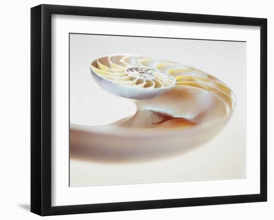 Nautilus Shell-Lawrence Lawry-Framed Photographic Print