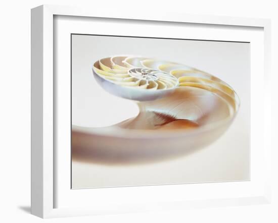 Nautilus Shell-Lawrence Lawry-Framed Photographic Print