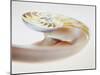 Nautilus Shell-Lawrence Lawry-Mounted Photographic Print