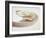 Nautilus Shell-Lawrence Lawry-Framed Photographic Print