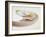 Nautilus Shell-Lawrence Lawry-Framed Photographic Print