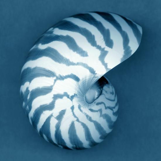 Nautilus Shell Photographic Print John Kuss Art Com