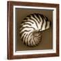 Nautilus Shell-John Kuss-Framed Photographic Print