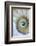 Nautilus Shell-Darrell Gulin-Framed Photographic Print