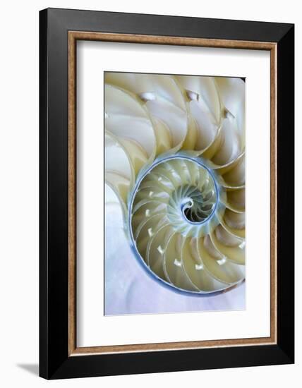 Nautilus Shell-Darrell Gulin-Framed Photographic Print