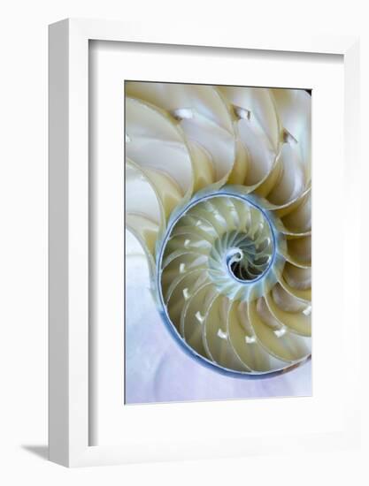 Nautilus Shell-Darrell Gulin-Framed Photographic Print