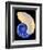 Nautilus Shell-Babar760-Framed Premium Giclee Print