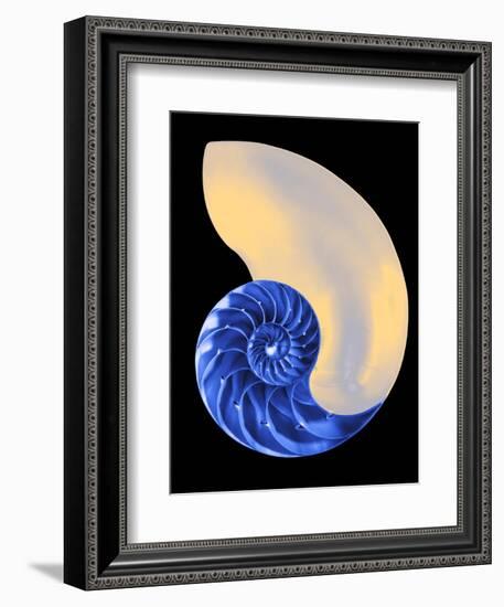 Nautilus Shell-Babar760-Framed Premium Giclee Print