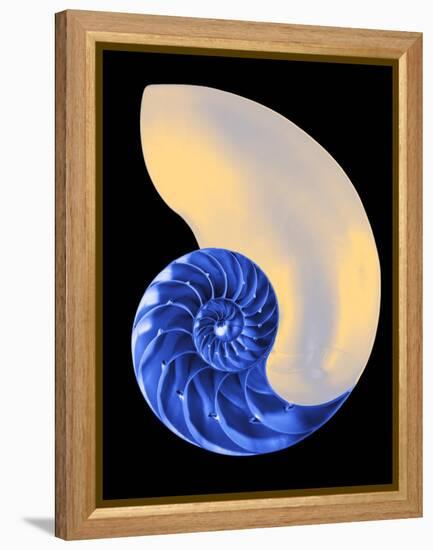 Nautilus Shell-Babar760-Framed Stretched Canvas