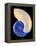 Nautilus Shell-Babar760-Framed Stretched Canvas