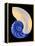 Nautilus Shell-Babar760-Framed Stretched Canvas