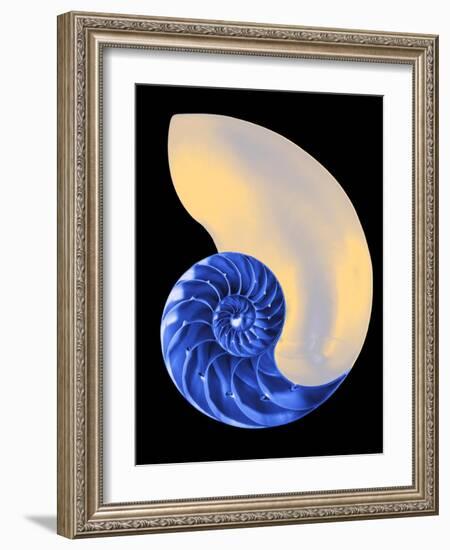 Nautilus Shell-Babar760-Framed Art Print