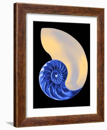 Nautilus Shell-Babar760-Framed Art Print