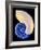 Nautilus Shell-Babar760-Framed Art Print