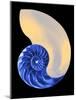 Nautilus Shell-Babar760-Mounted Art Print