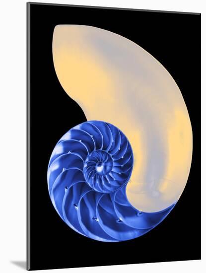 Nautilus Shell-Babar760-Mounted Art Print