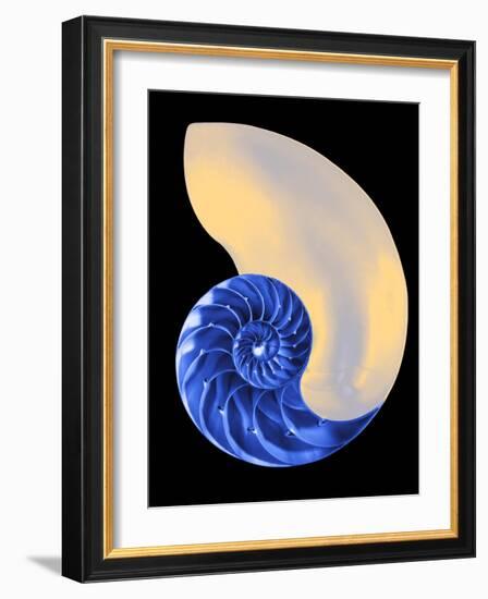 Nautilus Shell-Babar760-Framed Art Print