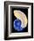 Nautilus Shell-Babar760-Framed Art Print