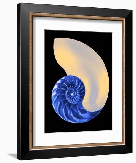 Nautilus Shell-Babar760-Framed Art Print