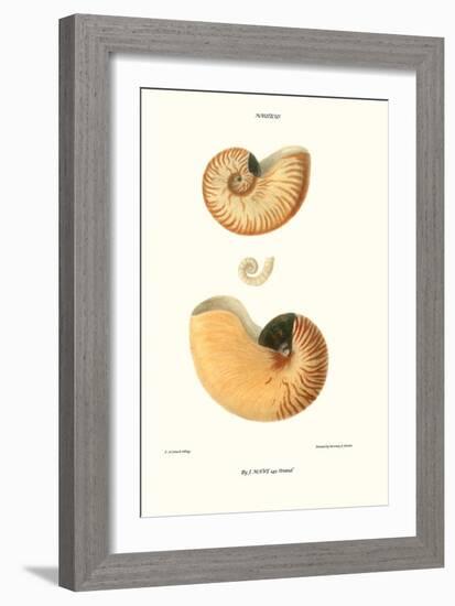 Nautilus Shell-John Mawe-Framed Art Print