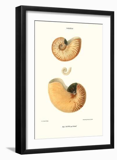 Nautilus Shell-John Mawe-Framed Art Print