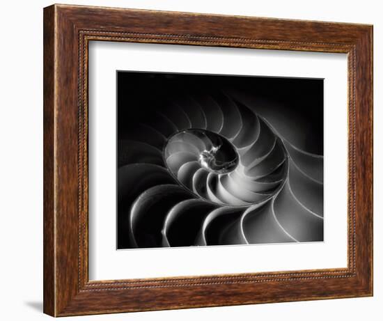 Nautilus Spiral-George Oze-Framed Photographic Print