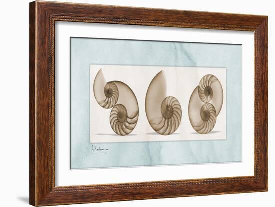 Nautilus Trio-Albert Koetsier-Framed Art Print