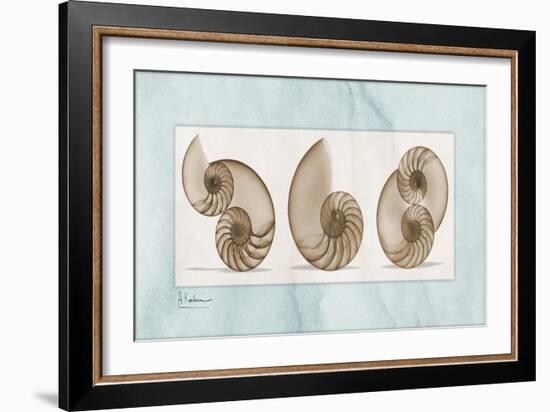 Nautilus Trio-Albert Koetsier-Framed Art Print