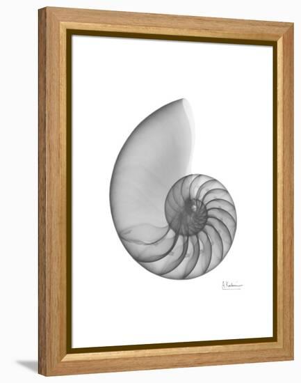 Nautilus Xray-Albert Koetsier-Framed Stretched Canvas