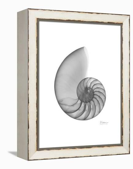 Nautilus Xray-Albert Koetsier-Framed Stretched Canvas