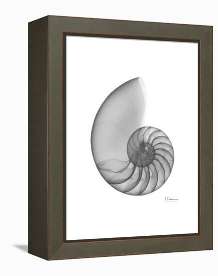 Nautilus Xray-Albert Koetsier-Framed Stretched Canvas