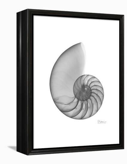 Nautilus Xray-Albert Koetsier-Framed Stretched Canvas