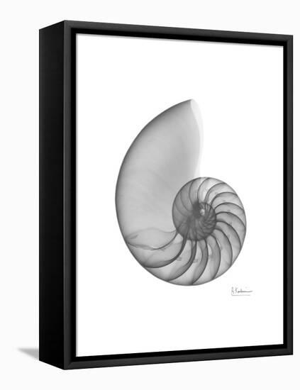 Nautilus Xray-Albert Koetsier-Framed Stretched Canvas