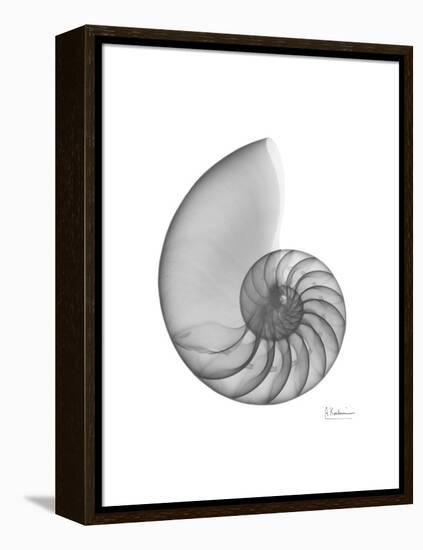 Nautilus Xray-Albert Koetsier-Framed Stretched Canvas