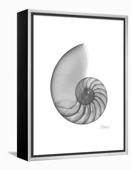 Nautilus Xray-Albert Koetsier-Framed Stretched Canvas