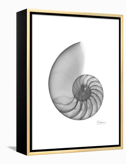 Nautilus Xray-Albert Koetsier-Framed Stretched Canvas