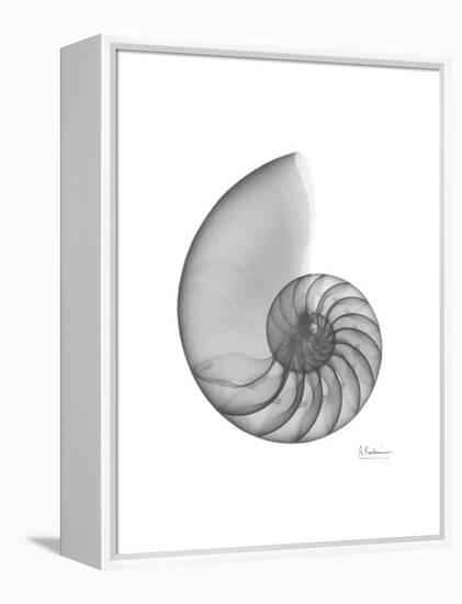 Nautilus Xray-Albert Koetsier-Framed Stretched Canvas