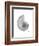 Nautilus Xray-Albert Koetsier-Framed Premium Giclee Print