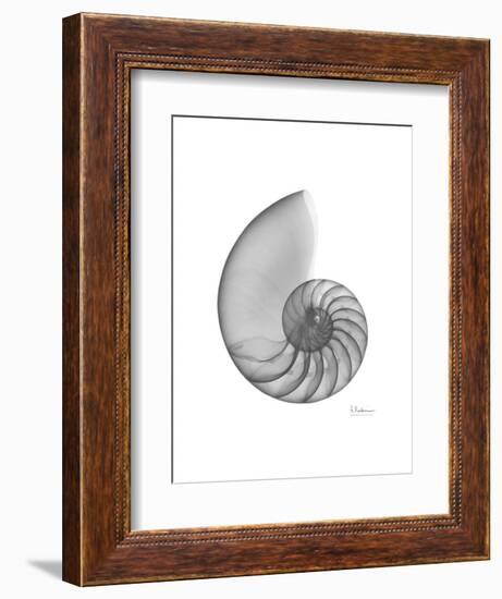 Nautilus Xray-Albert Koetsier-Framed Premium Giclee Print