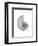 Nautilus Xray-Albert Koetsier-Framed Premium Giclee Print